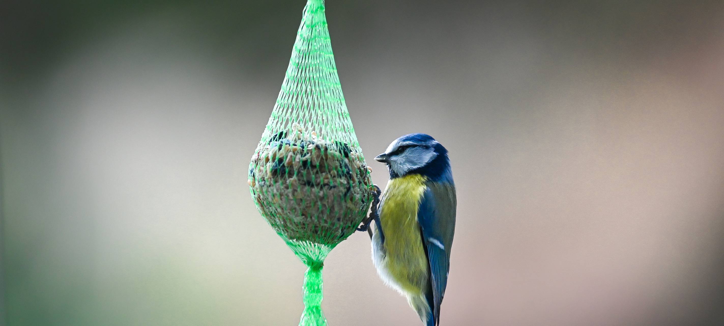 Aufruf zum Wintervögel Zählen