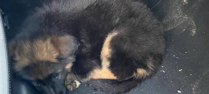 Polizei kontrolliert 235 Fahrzeuge