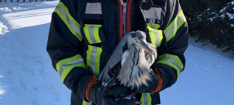 Feuerwehr rettet Reh und festgefrorenen Fischreiher