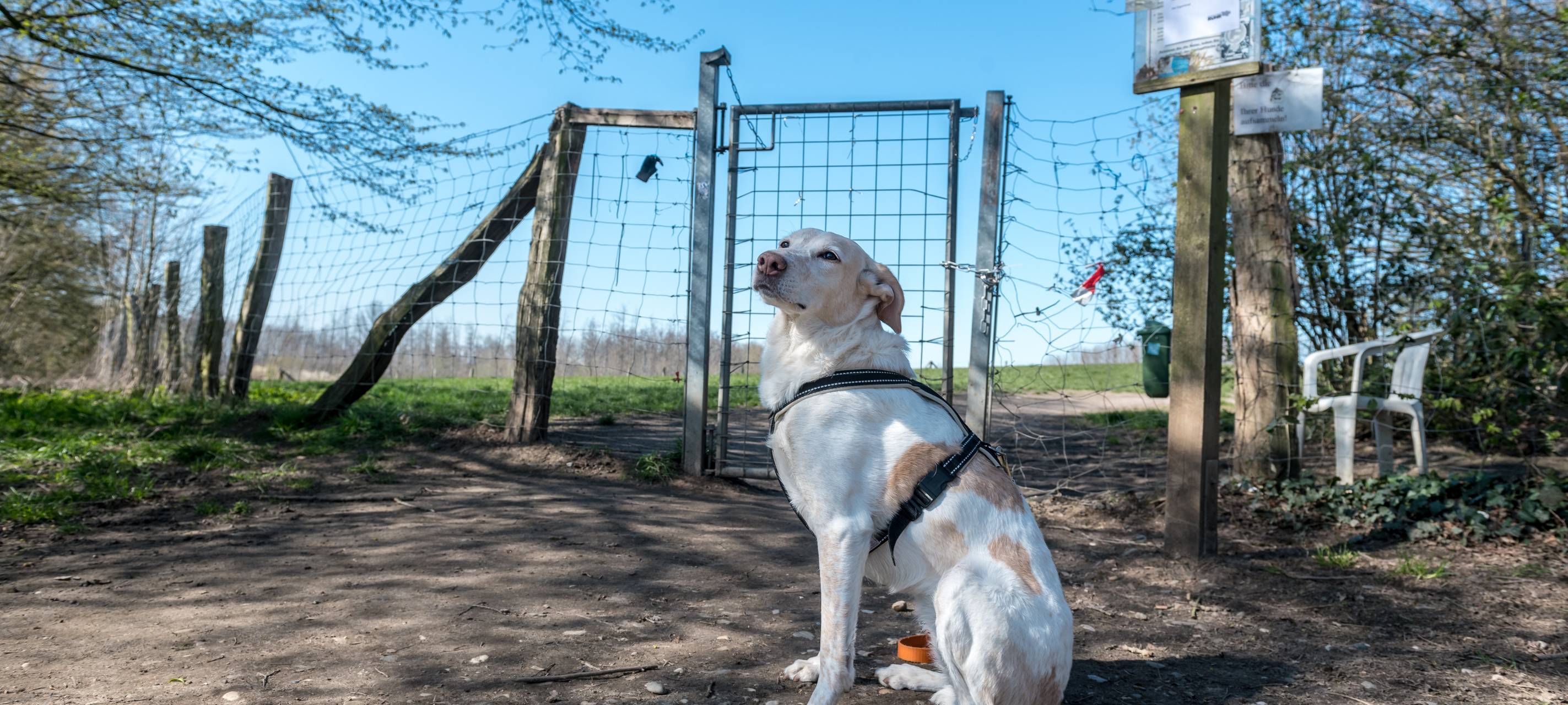 Hundewiese am Auberg bleibt gesperrt