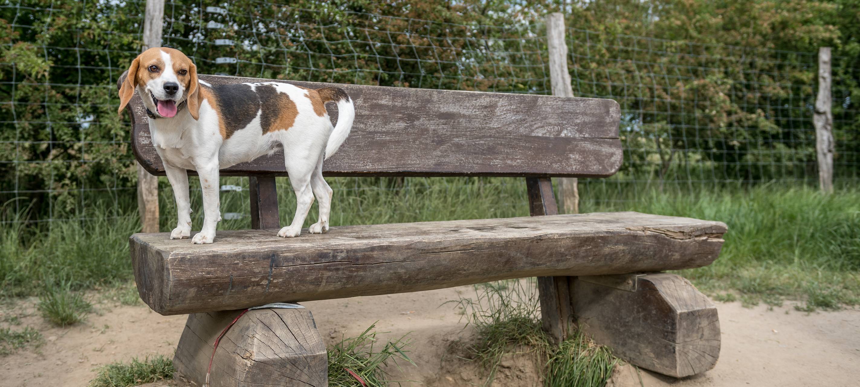 Hundewiese am Auberg bleibt gesperrt