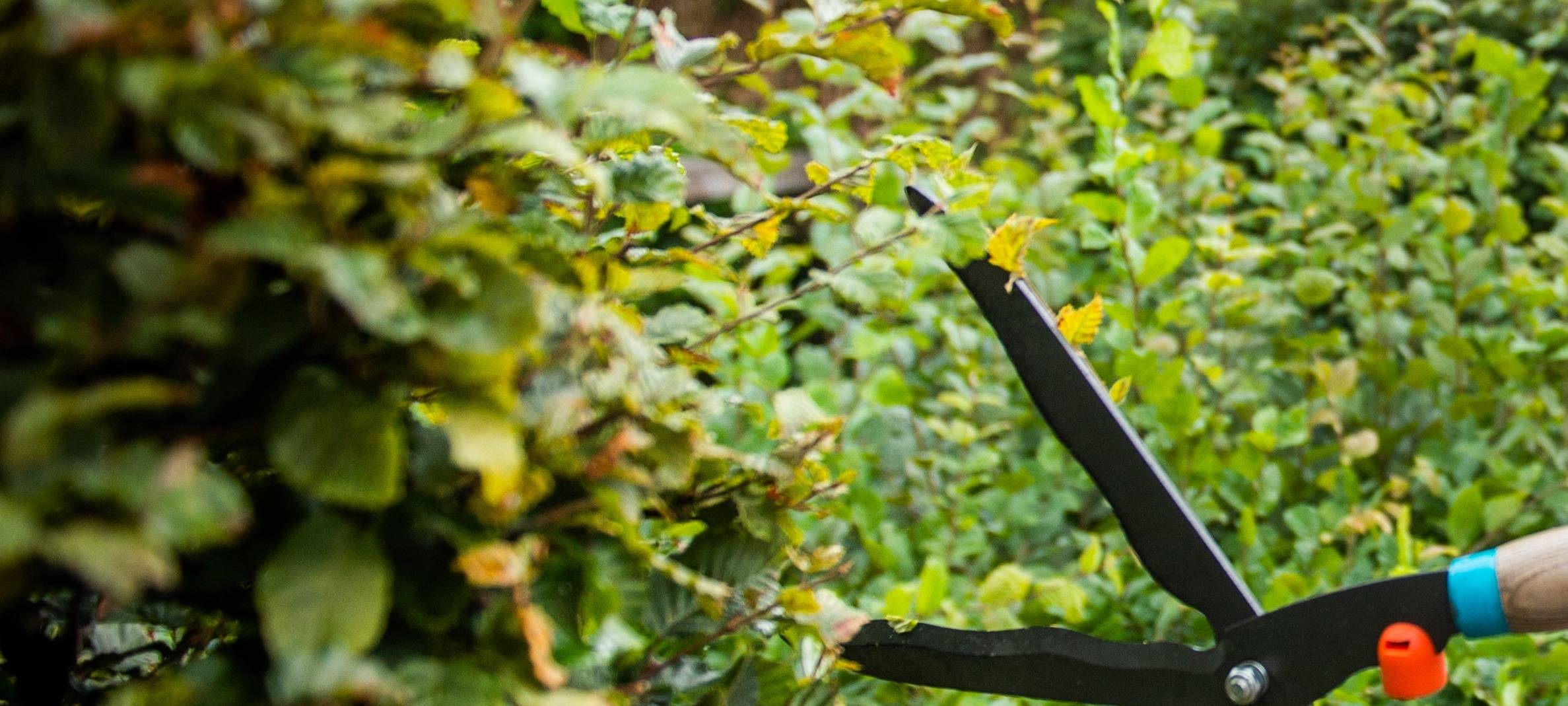 Heckenschnitt wegen brütender Vögel verboten
