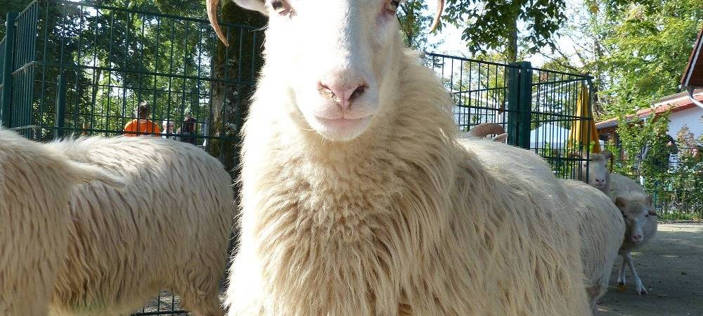 Tiergehege öffnet erst am Nachmittag