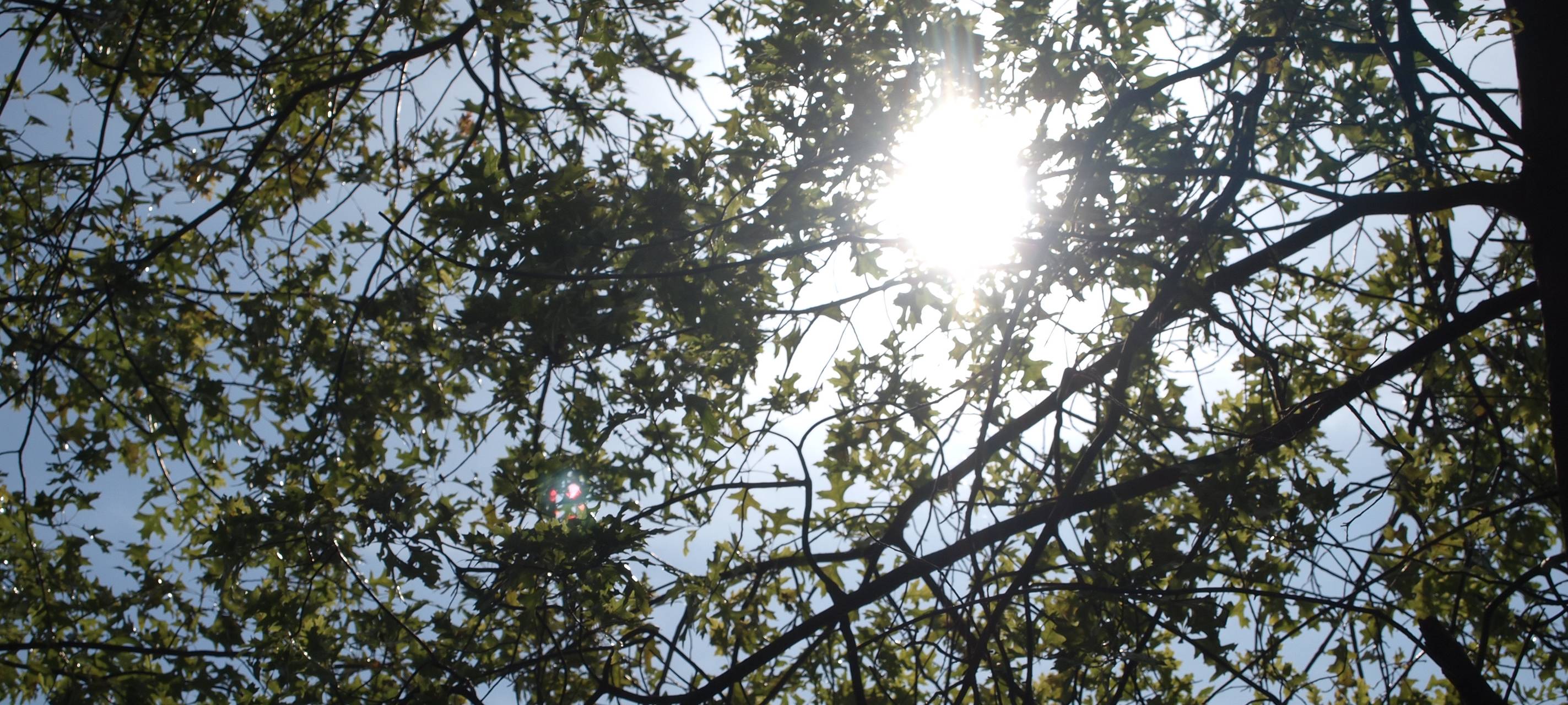 Erste Paten bekommen ihre "Klimabäume"