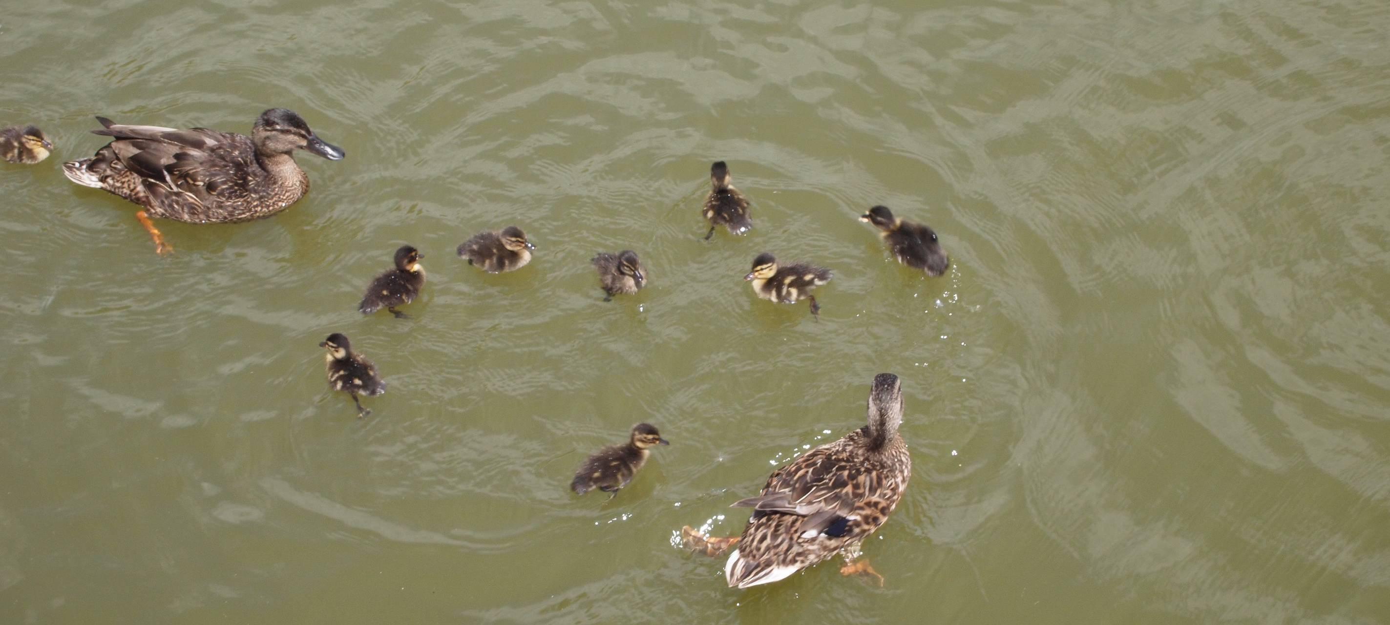 Rücksicht auf Wildtiere nehmen
