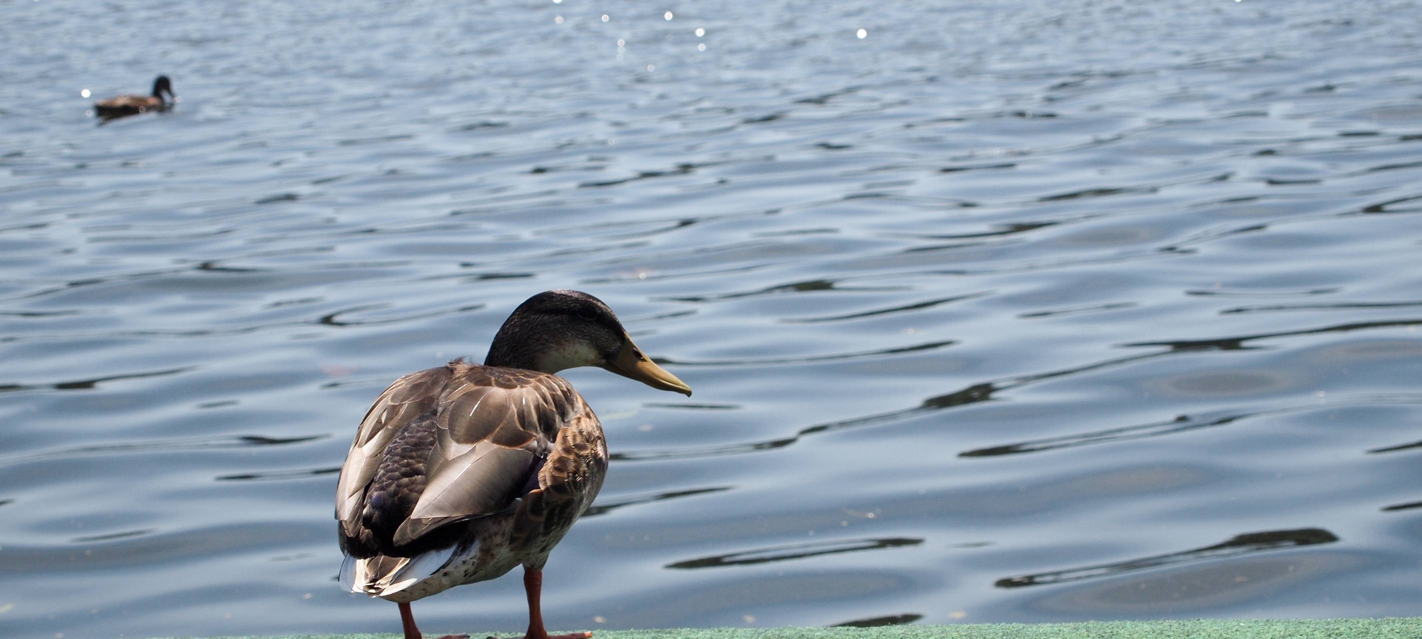 Internationale Wasservogelzählung in Mülheim
