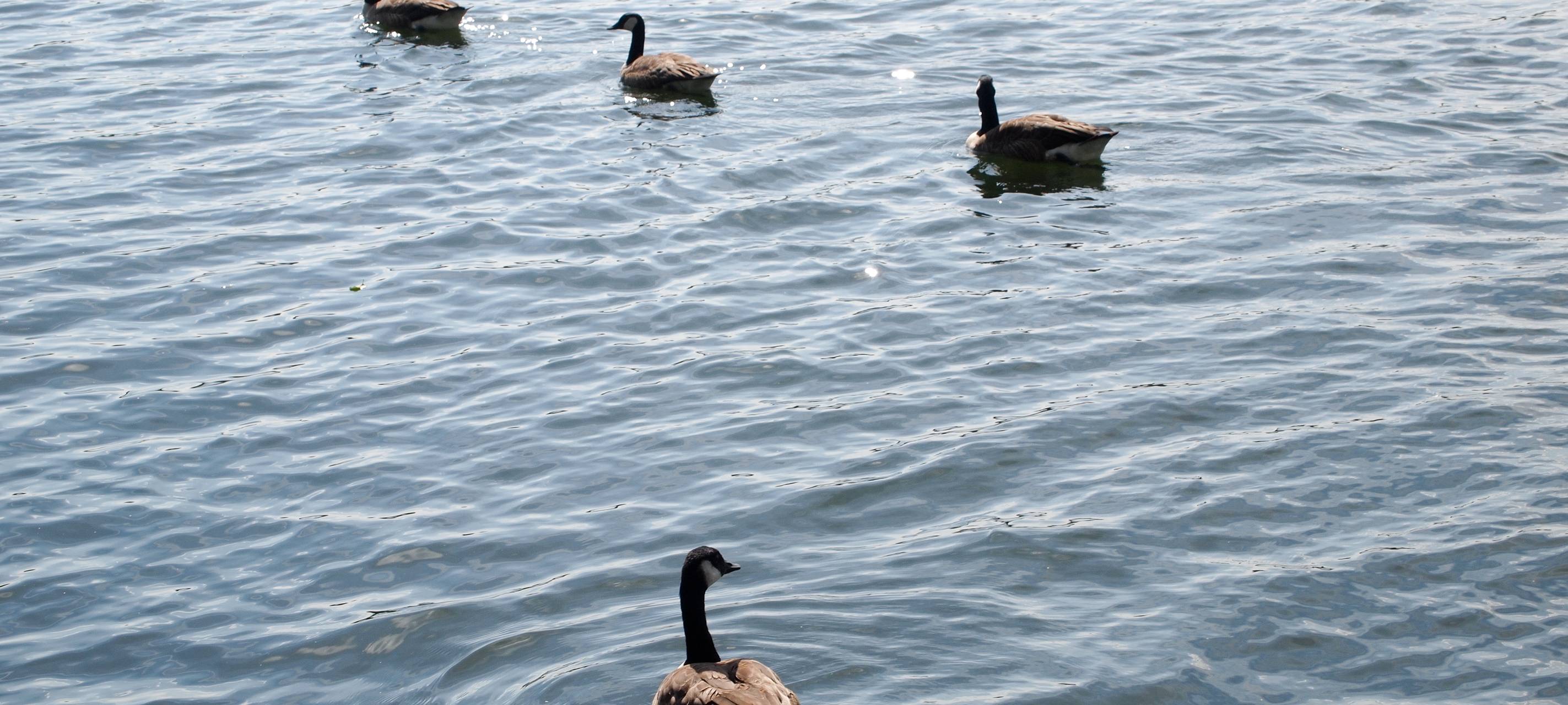 Leinpfad: Gänsemann verteidigt Nistplatz