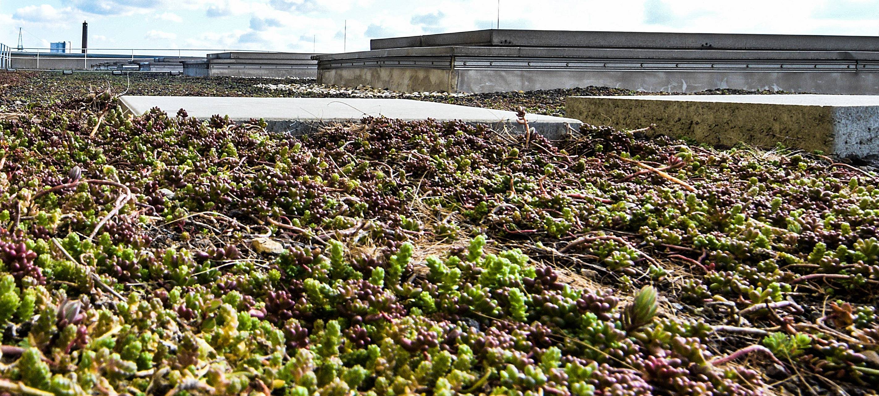 Förderanträge für "grüne Dächer"