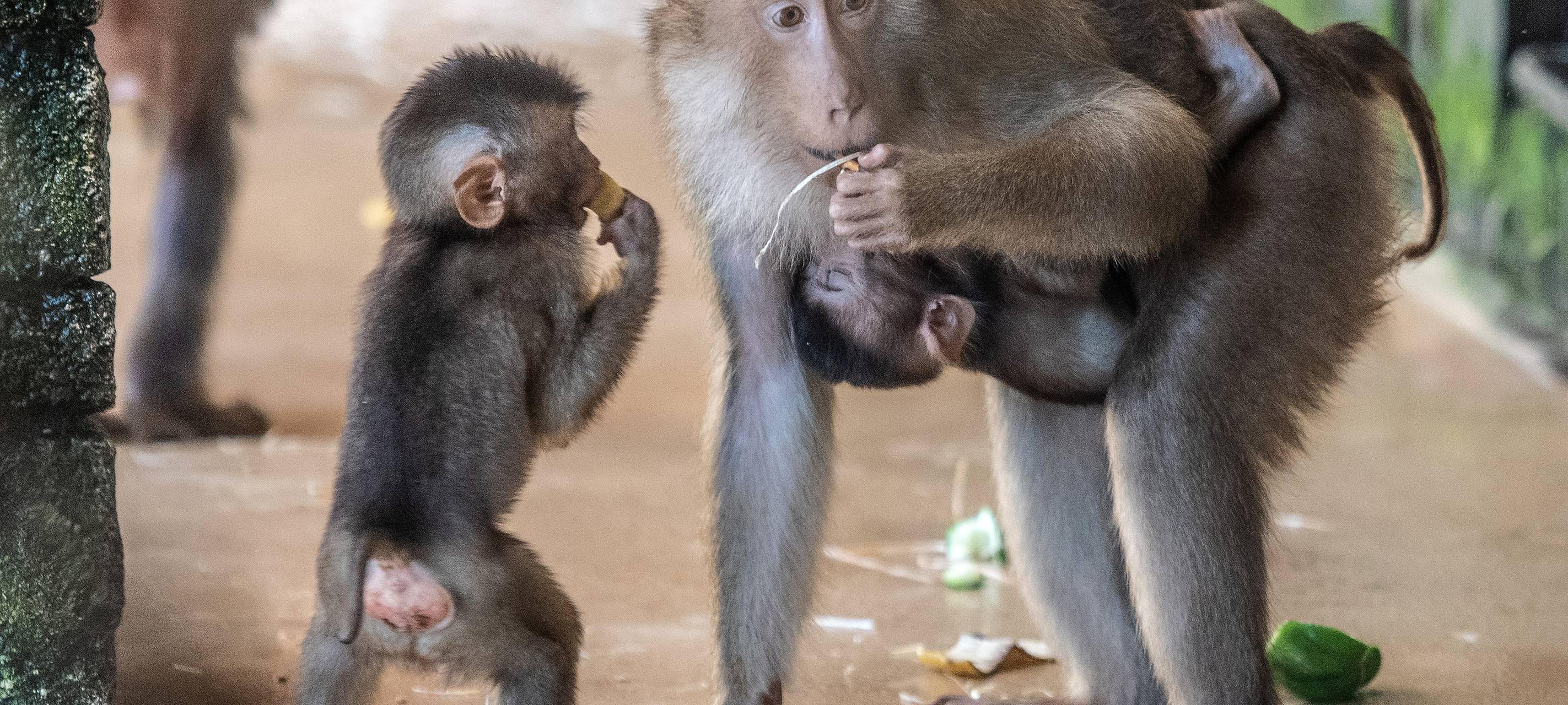 Eingeschränktes Angebot