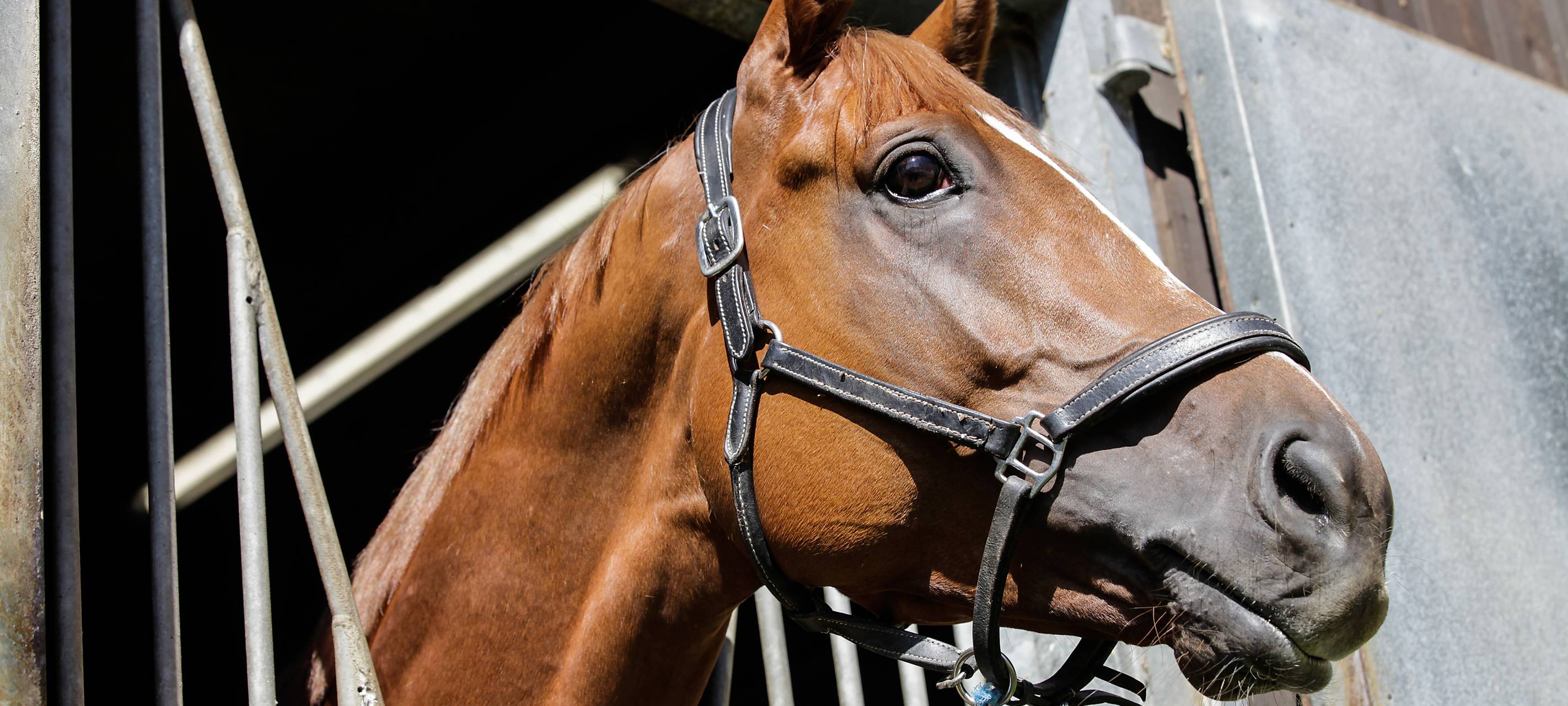 Mülheimer Rennpferd räumt in Paris ab