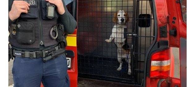 Hundehandel: Bundespolizei bringt Hunde ins Tierheim