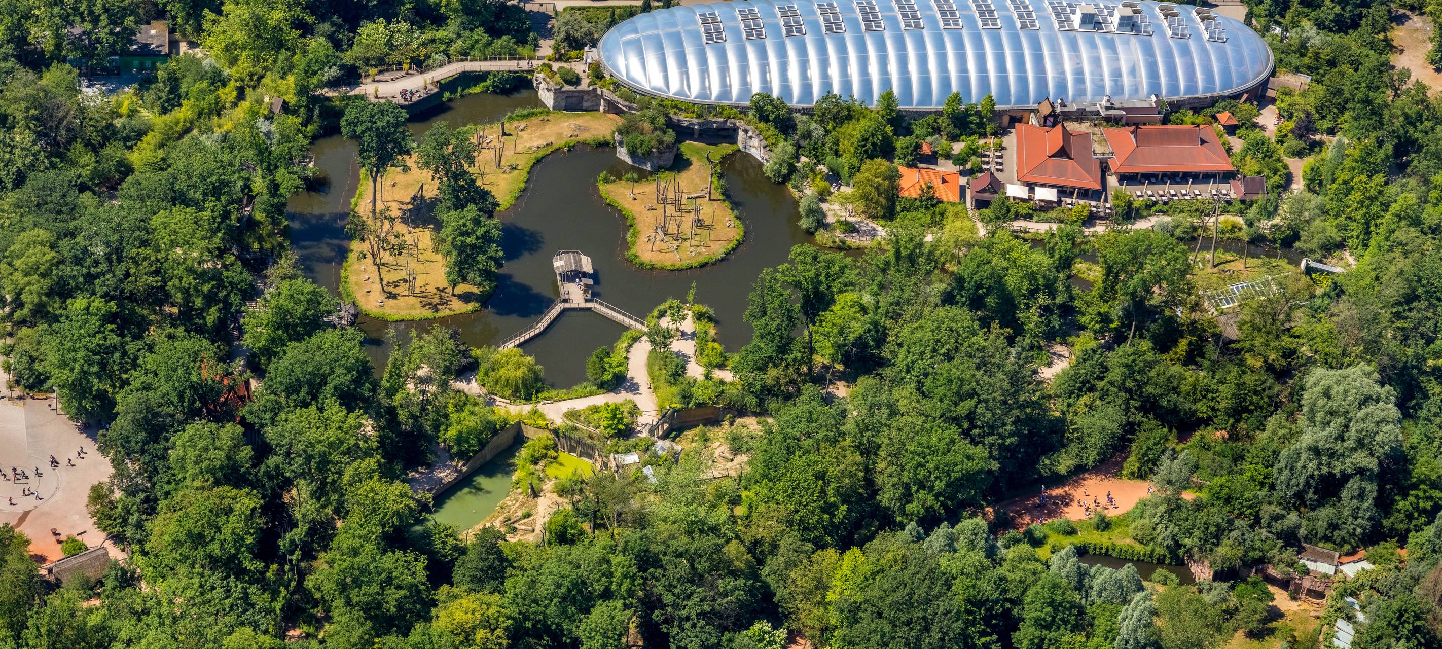 Löwenbabys hinter Glas