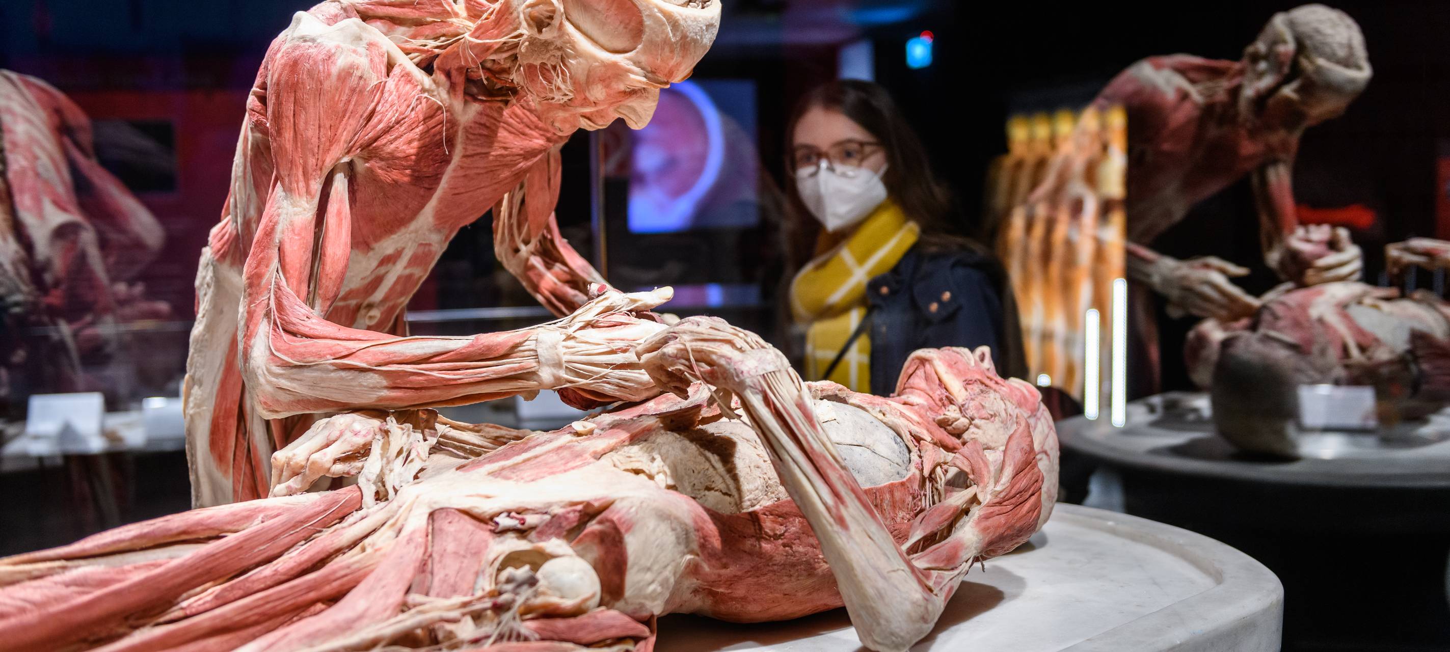 Körperwelten ziehen weiter