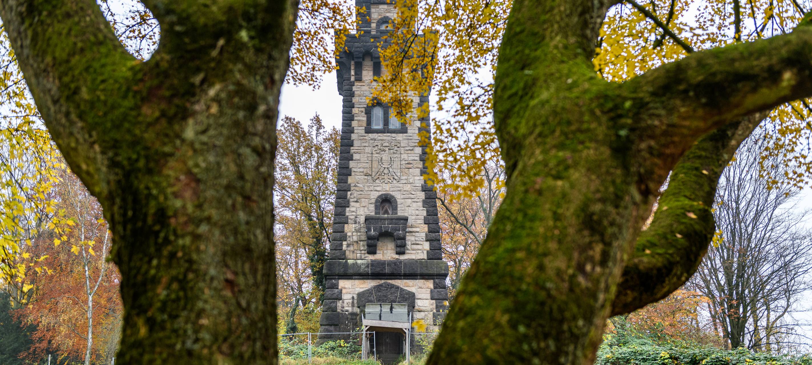 Weihnachtsbäume für den guten Zweck