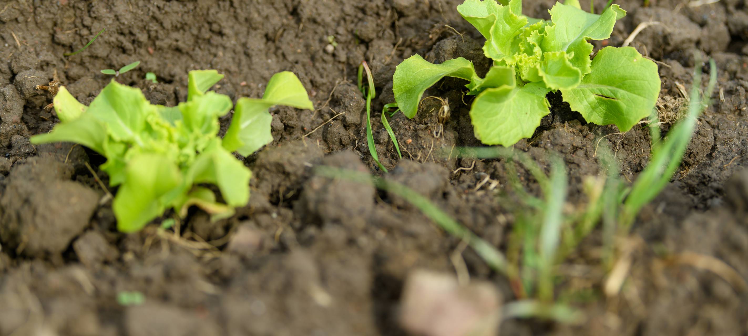 Gemüsegärten öffnen auch dieses Jahr