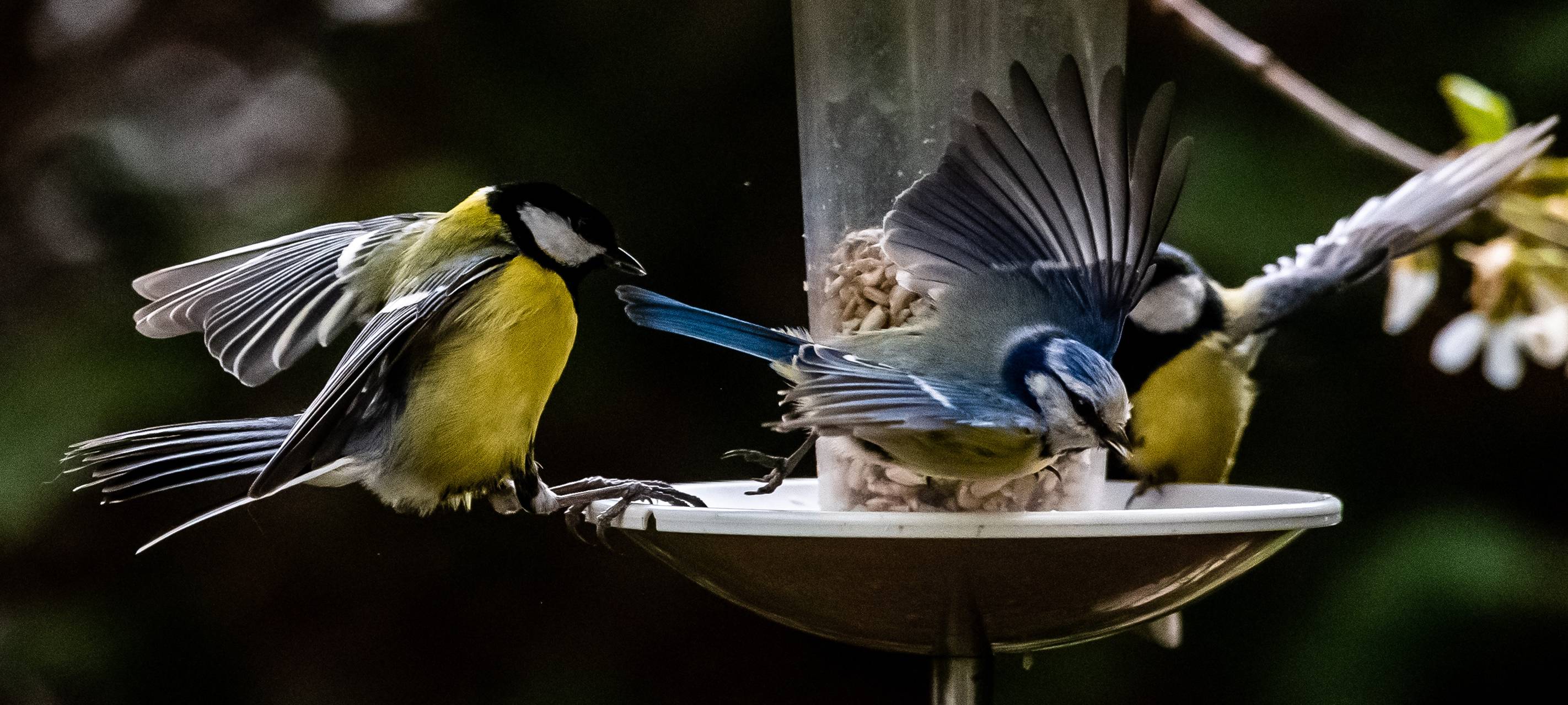 Sascha Fromm/FUNKE Foto Services