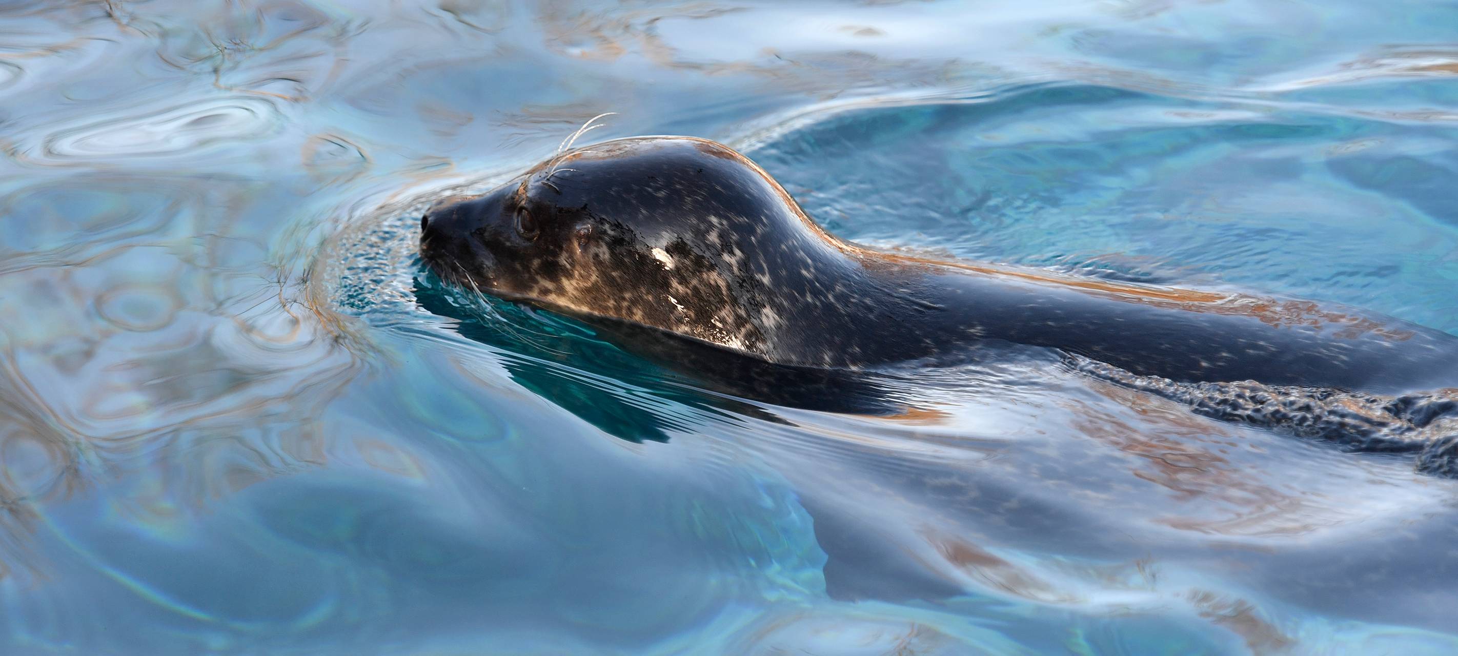 Seltene Seehund-Sichtung im Rhein