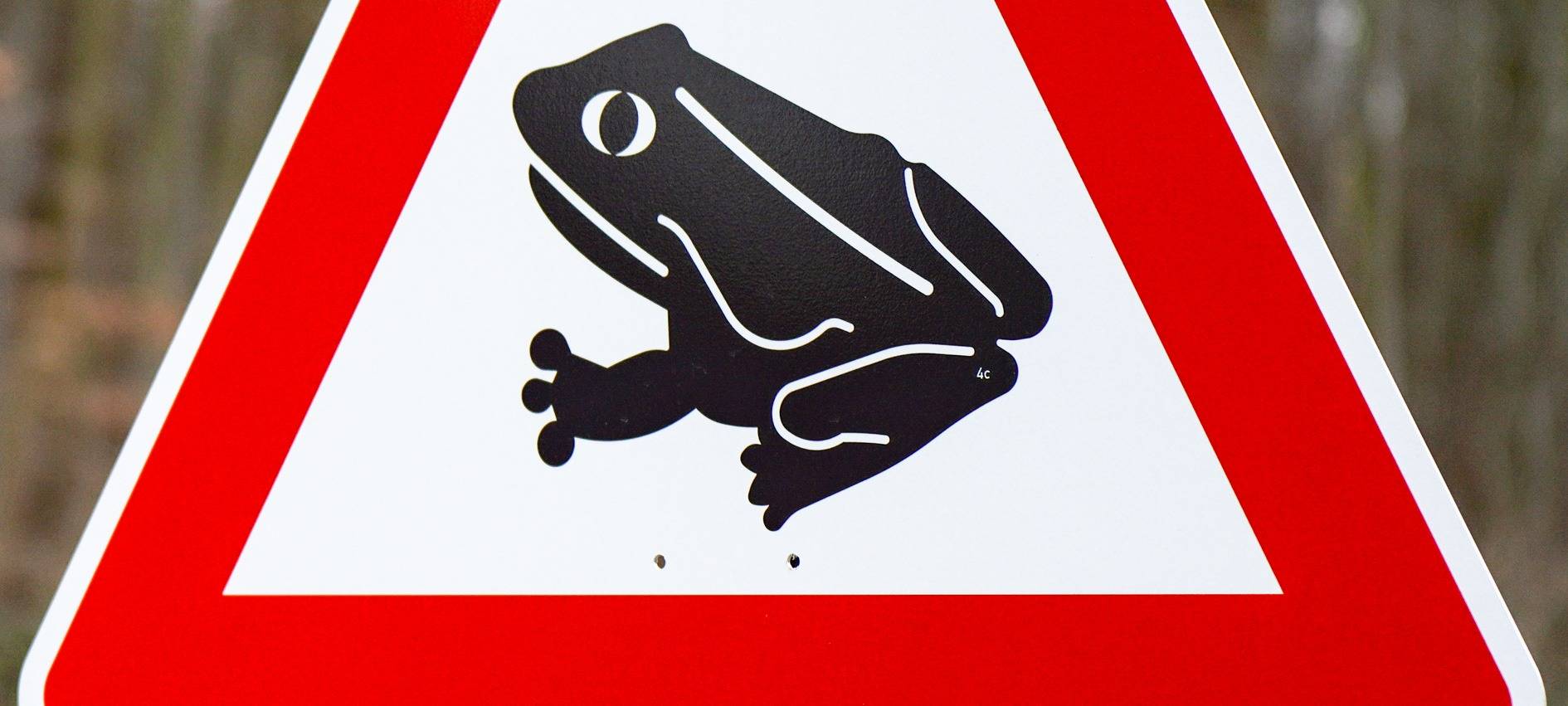 Gutes Wetter treibt Kröten auf die Straße