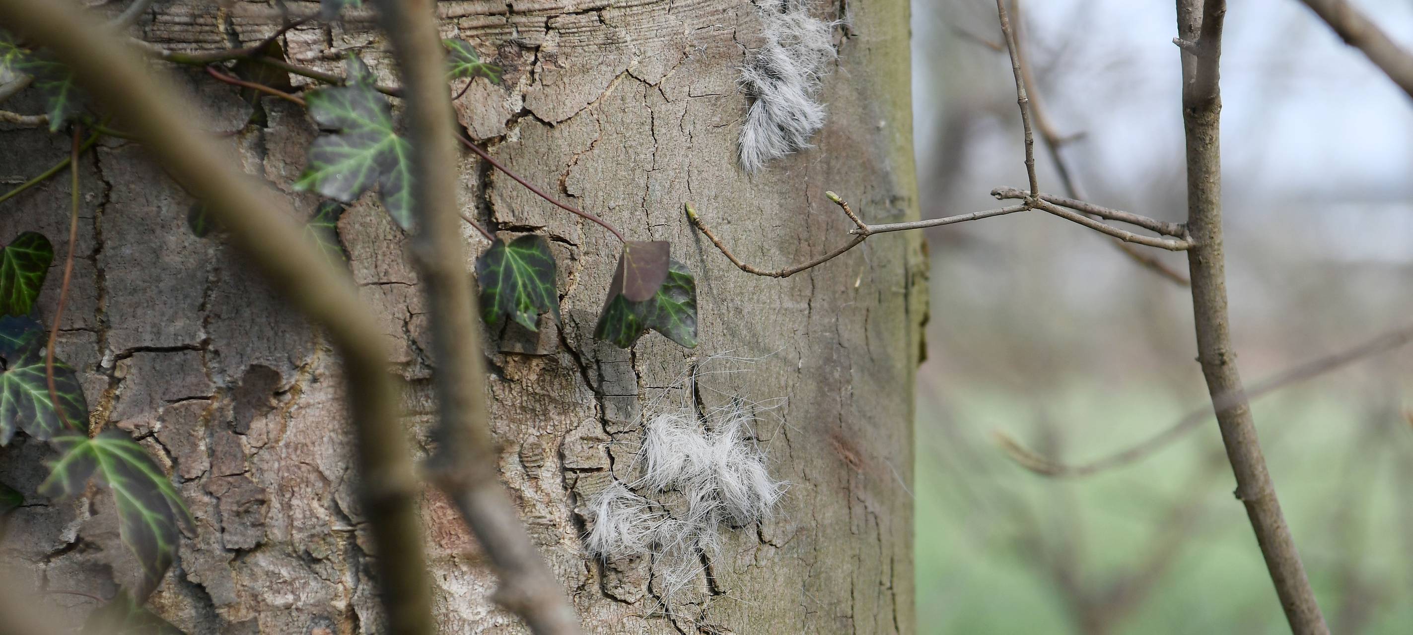 PETA setzt Belohnung aus
