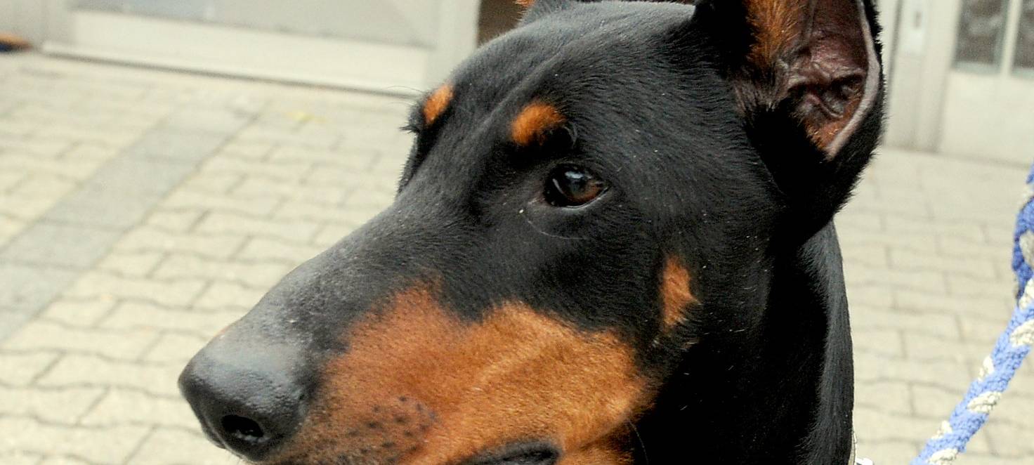 Anzeige gegen Polizei nach Dobermann-Attacke