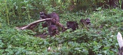 Waschbären vertreiben einheimische Arten
