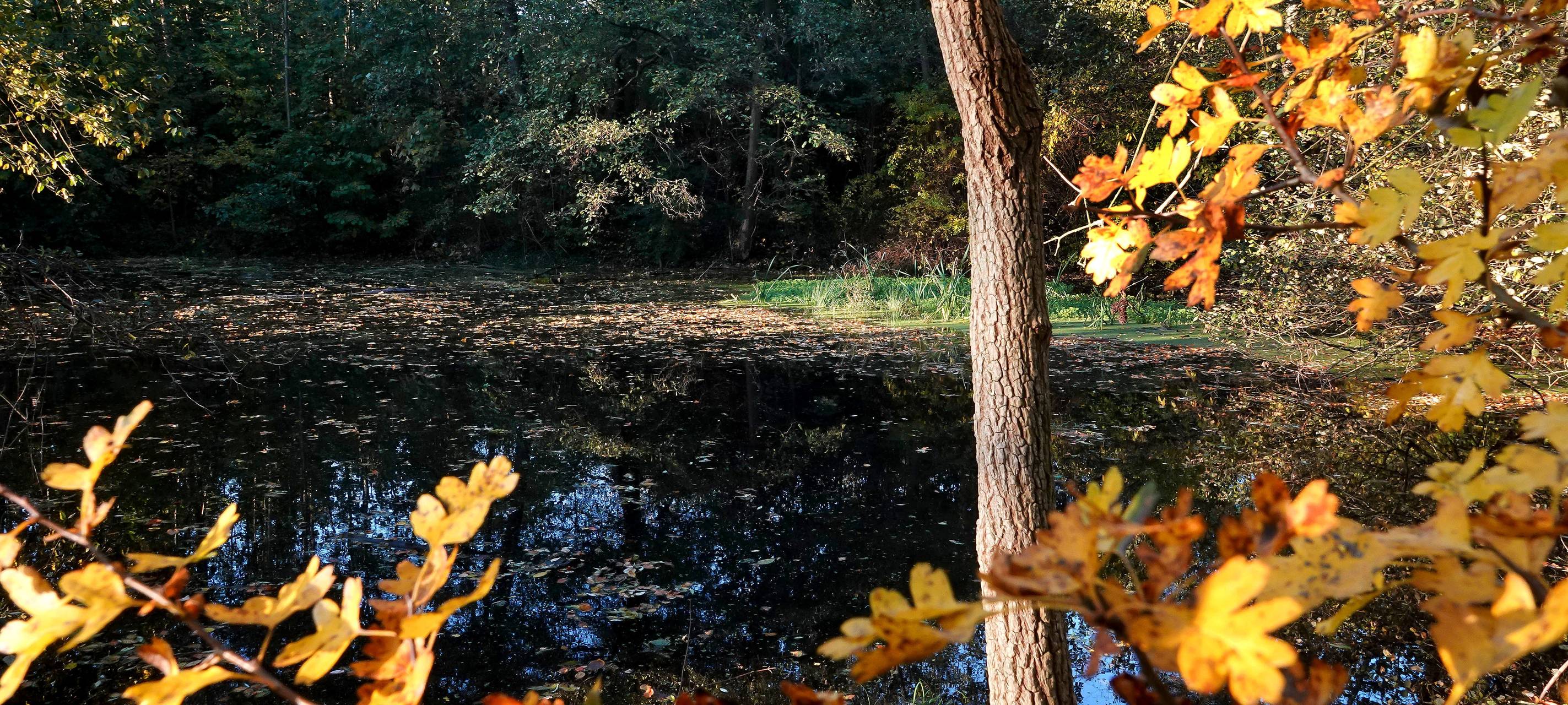 Wieder Fische retten im Horbachtal