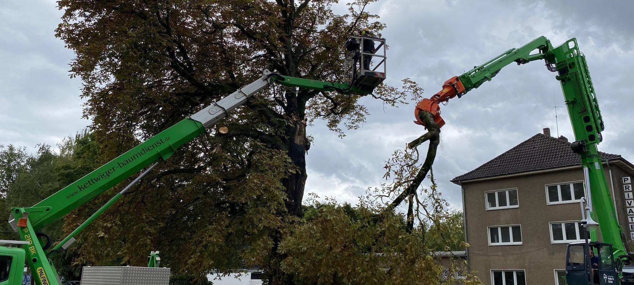 Naturdenkmal teilweise eingestürzt und gefällt