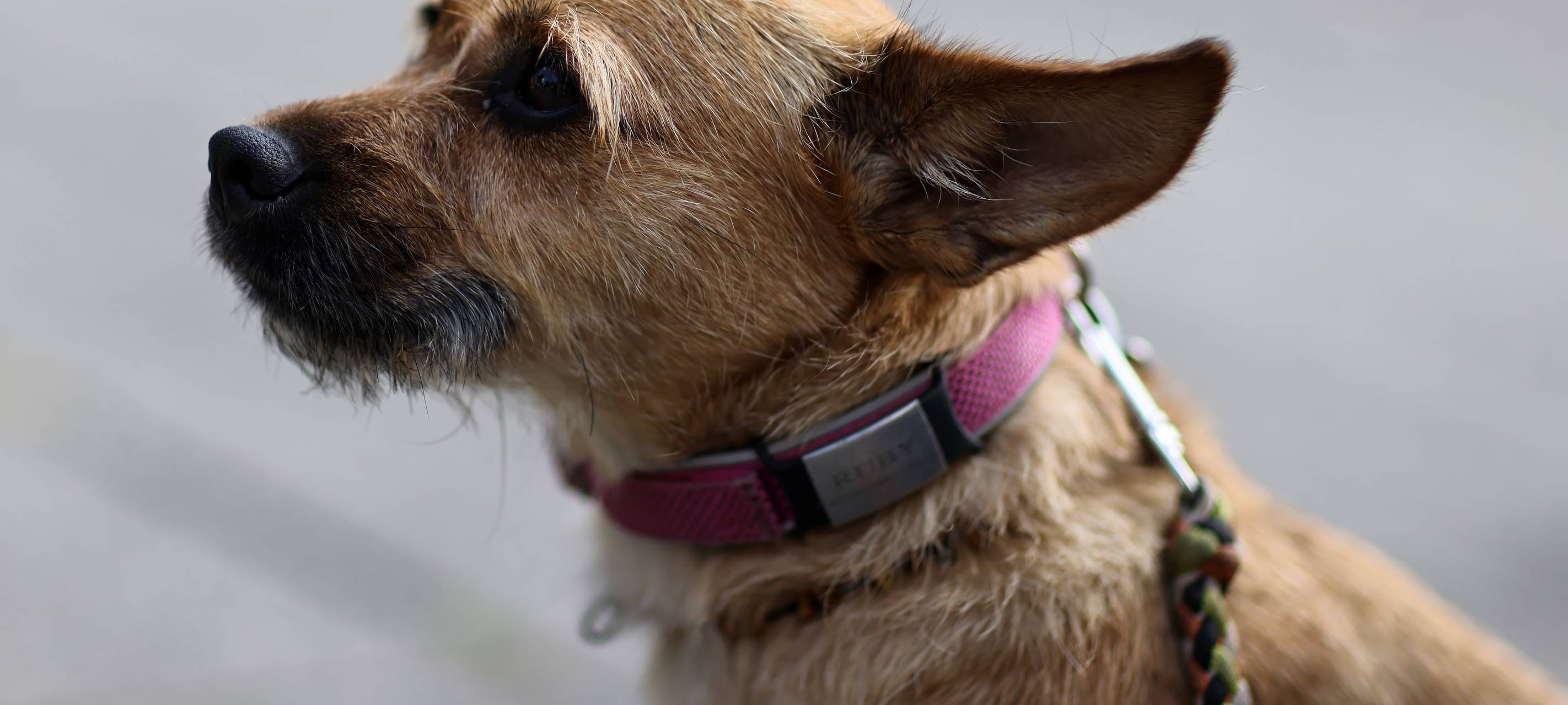 Großes Tierschutzfest bei der Feldmann-Stiftung