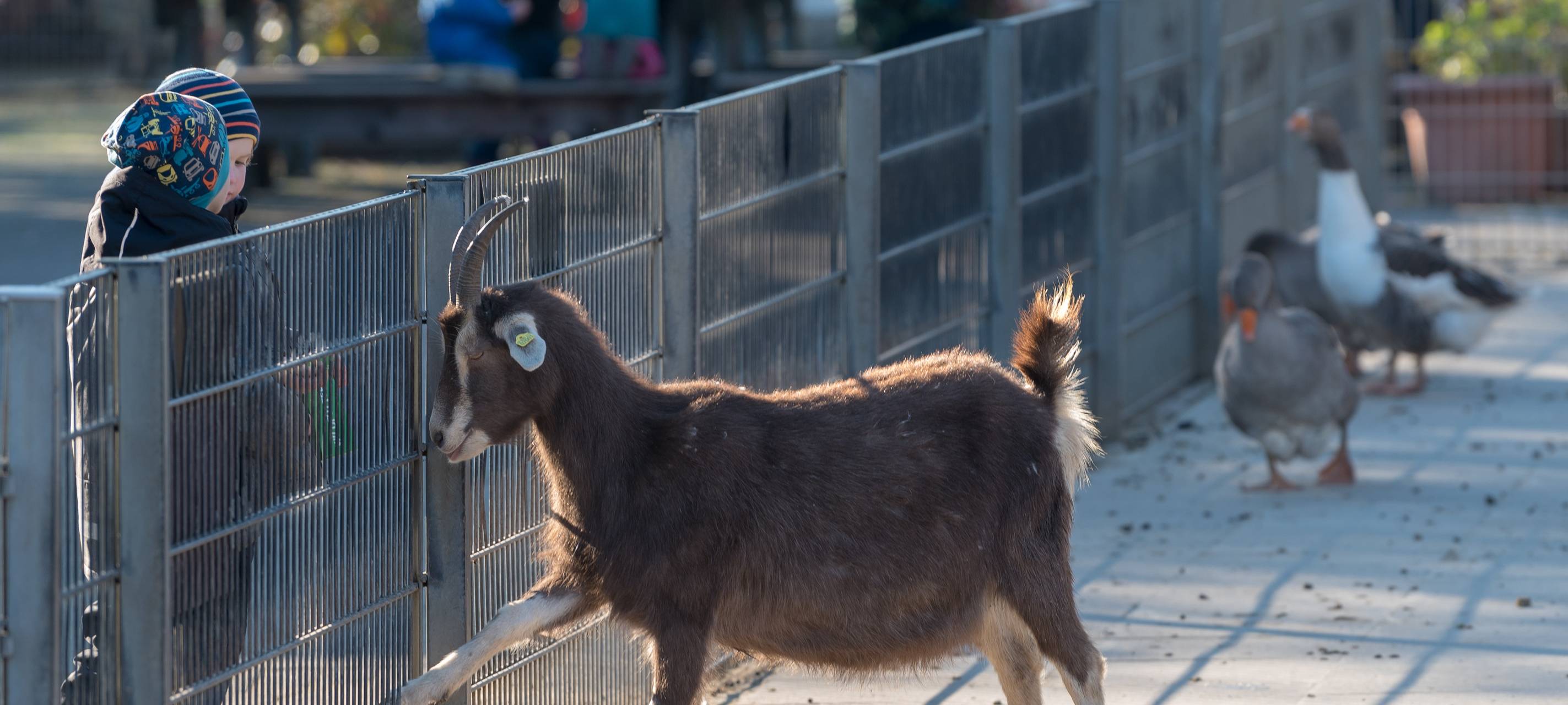 Tiergehege öffnet am Sonntag später