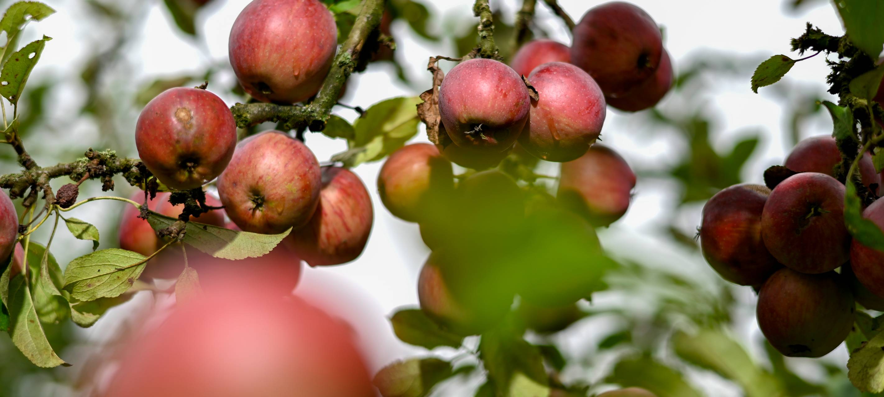 Hochzeitsbaumaktion: Jetzt anmelden