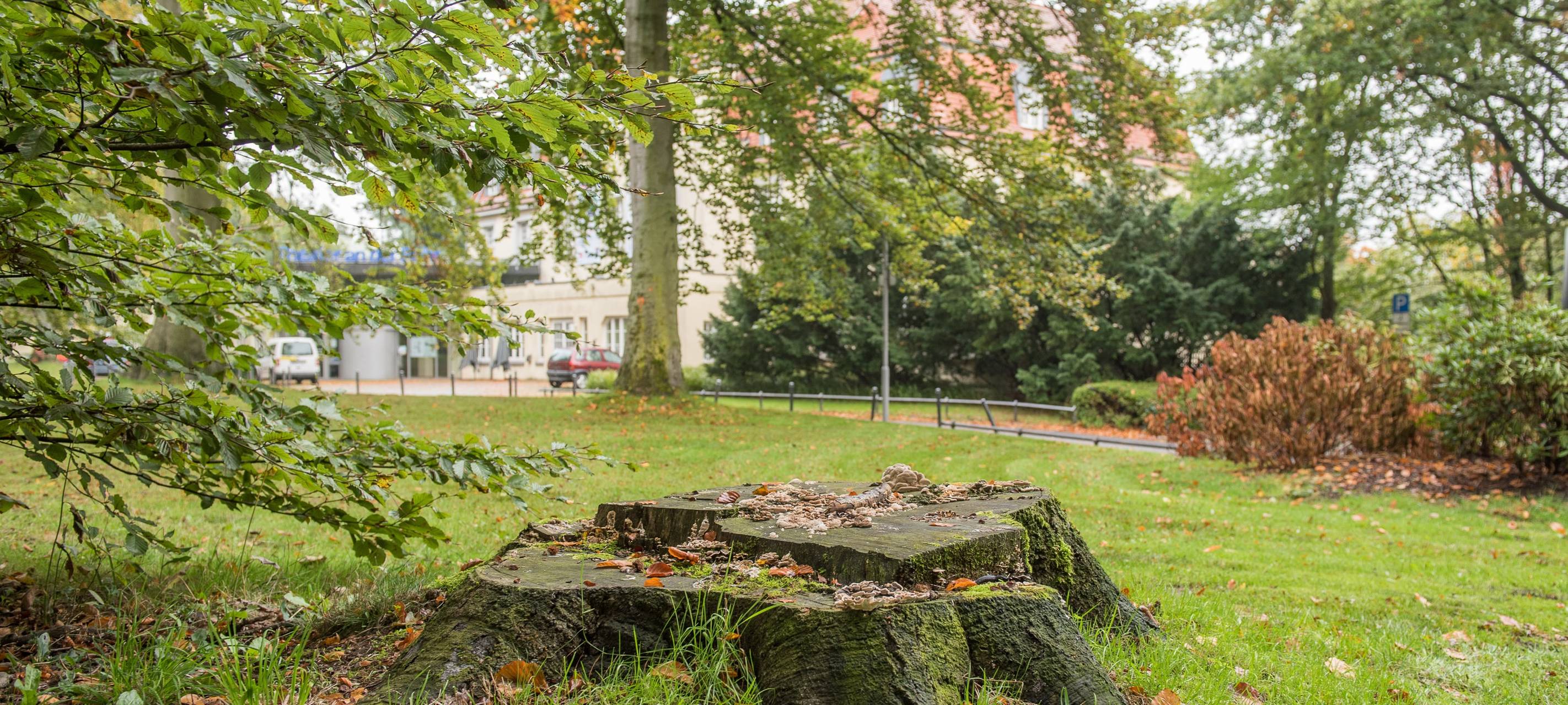 Fragen rund um gefällte Bäume im Raffelbergpark