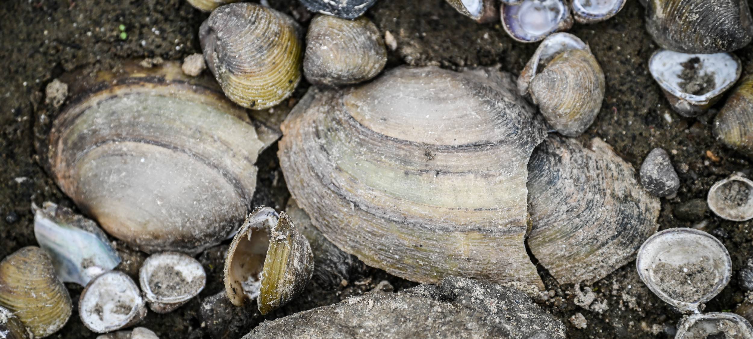 Ruhrverband blickt auf Rekordjahr zurück