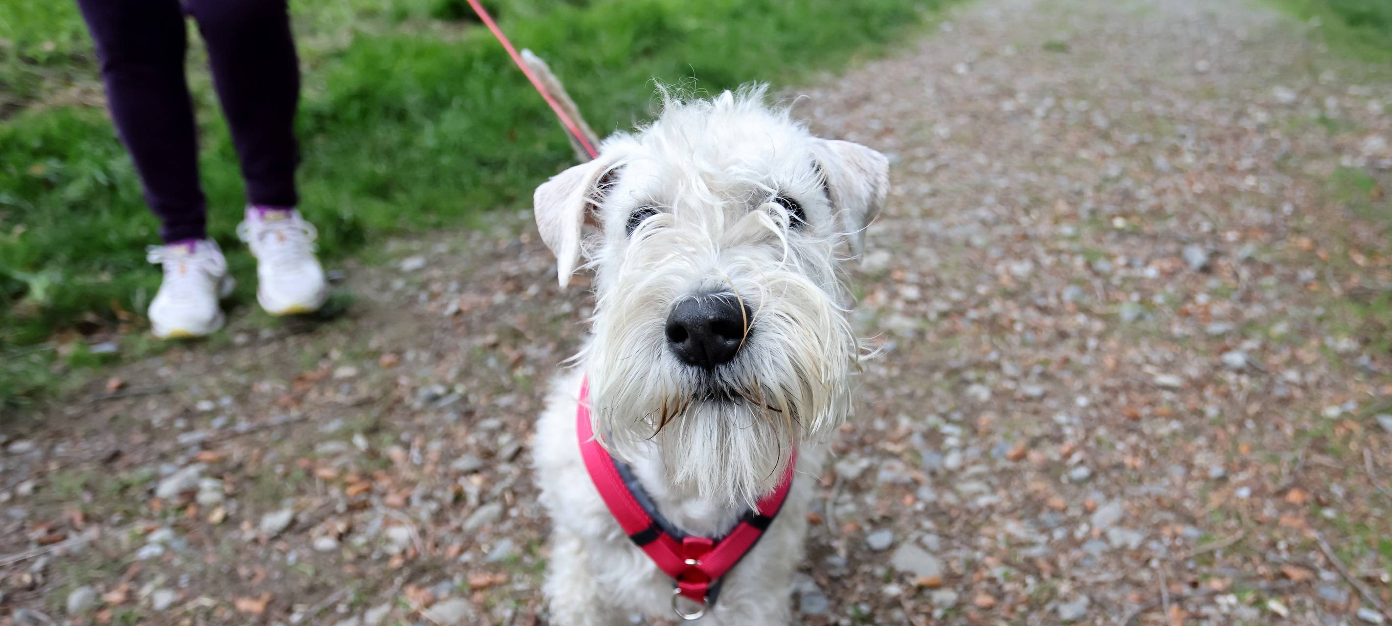 Hunde auf Friedhöfen: Positive Bilanz