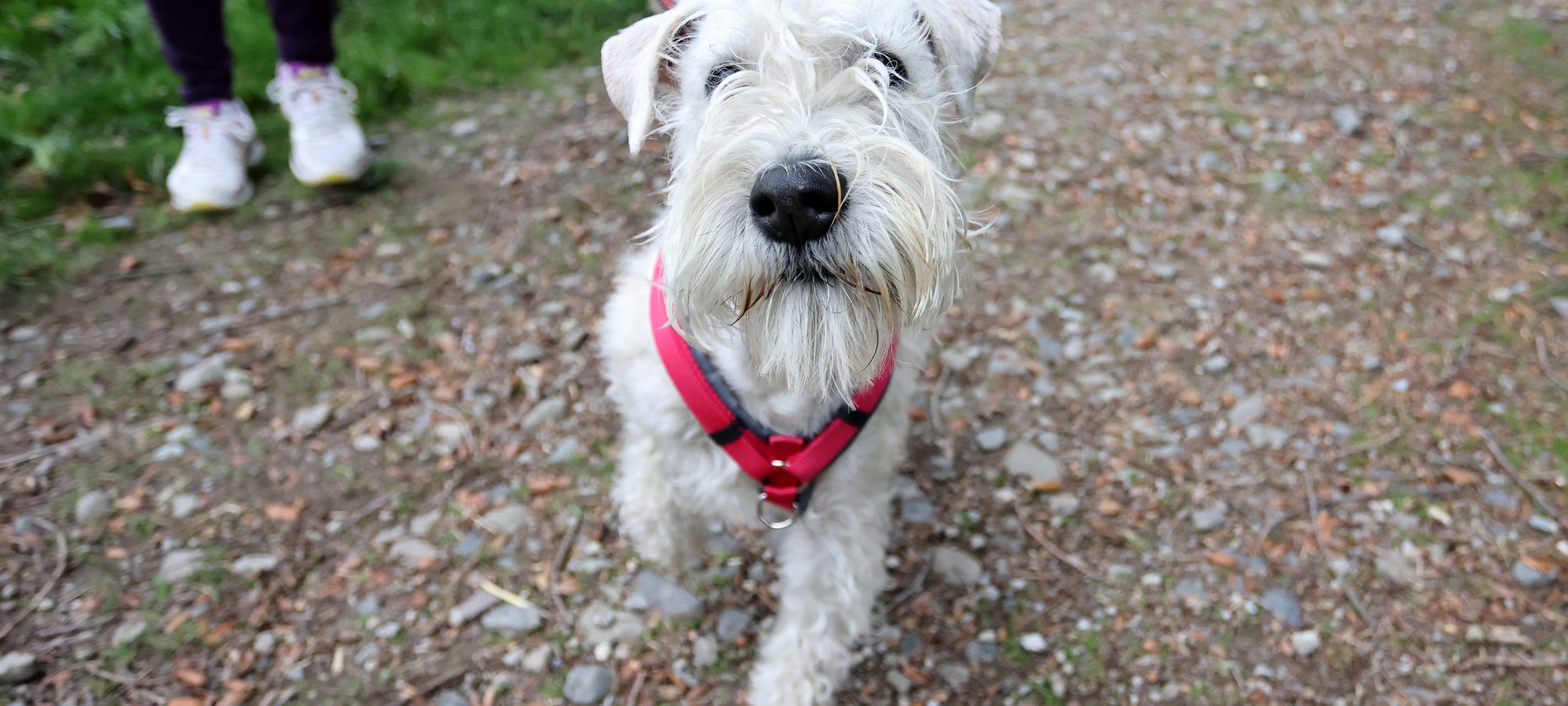 Anzahl der Hunde in Mülheim steigt