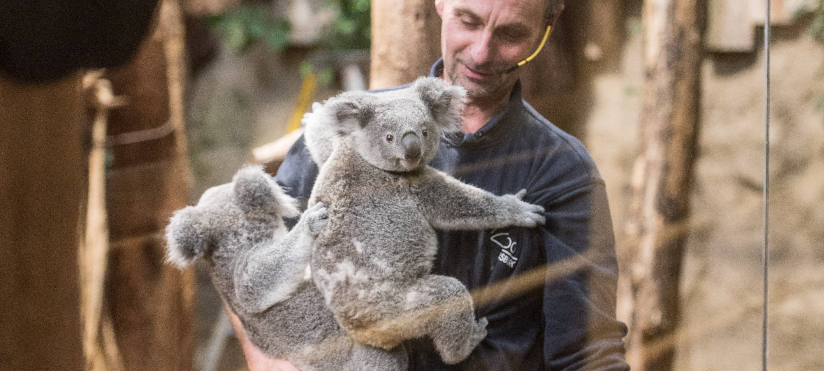 Koala-Taufe im Duisburger Zoo