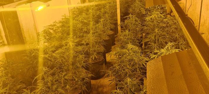 Versteckte Cannabisplantage entdeckt