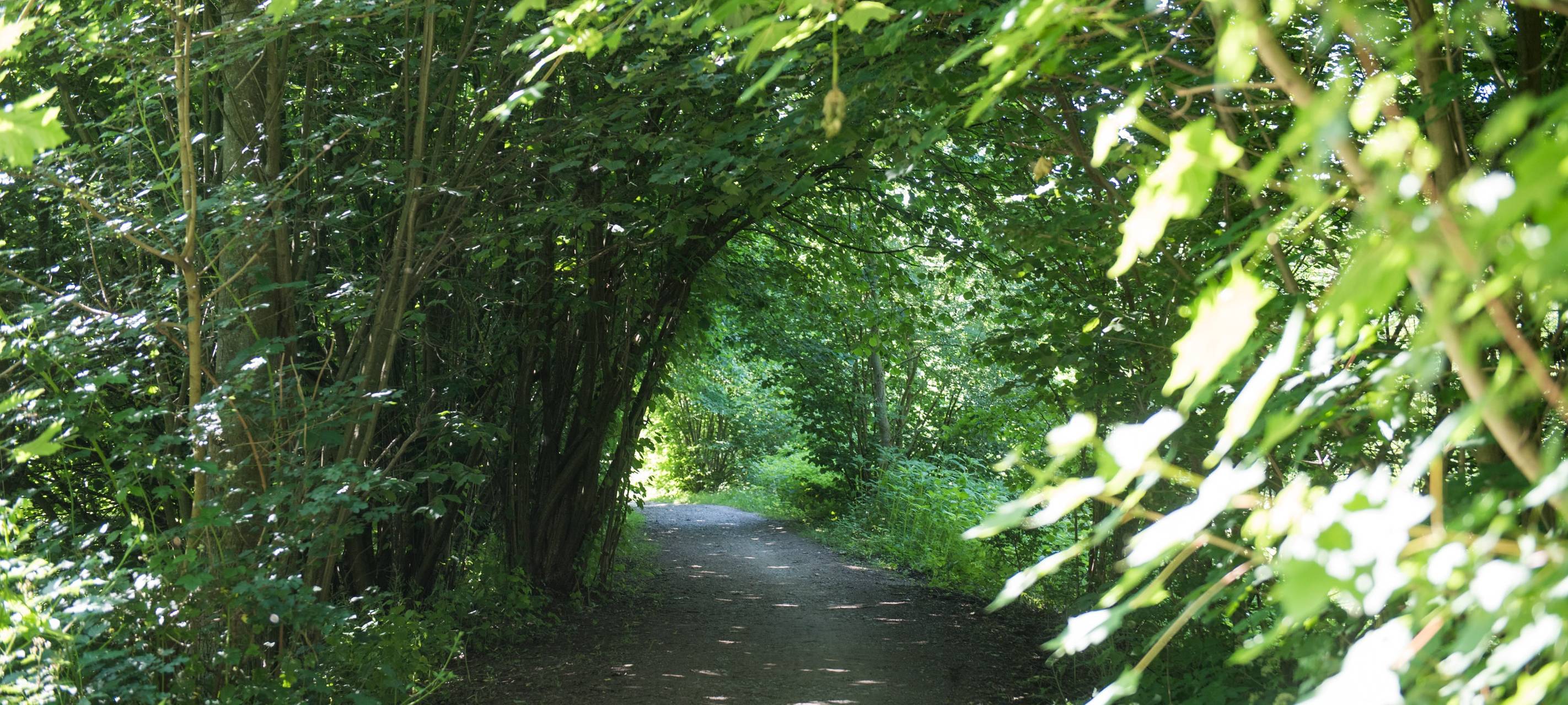 Hochwasserschutz: Rodungsarbeiten an Mendener Brücke
