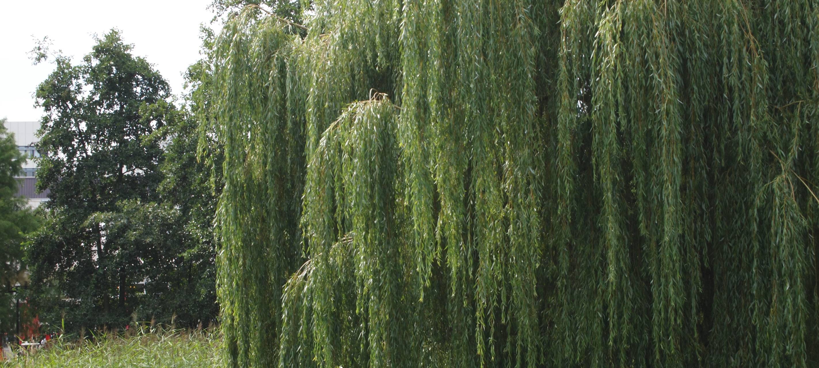 Apotheken beraten zur Pollensaison