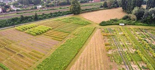 Anbau von eigenem Gemüse in P:Ottgärten