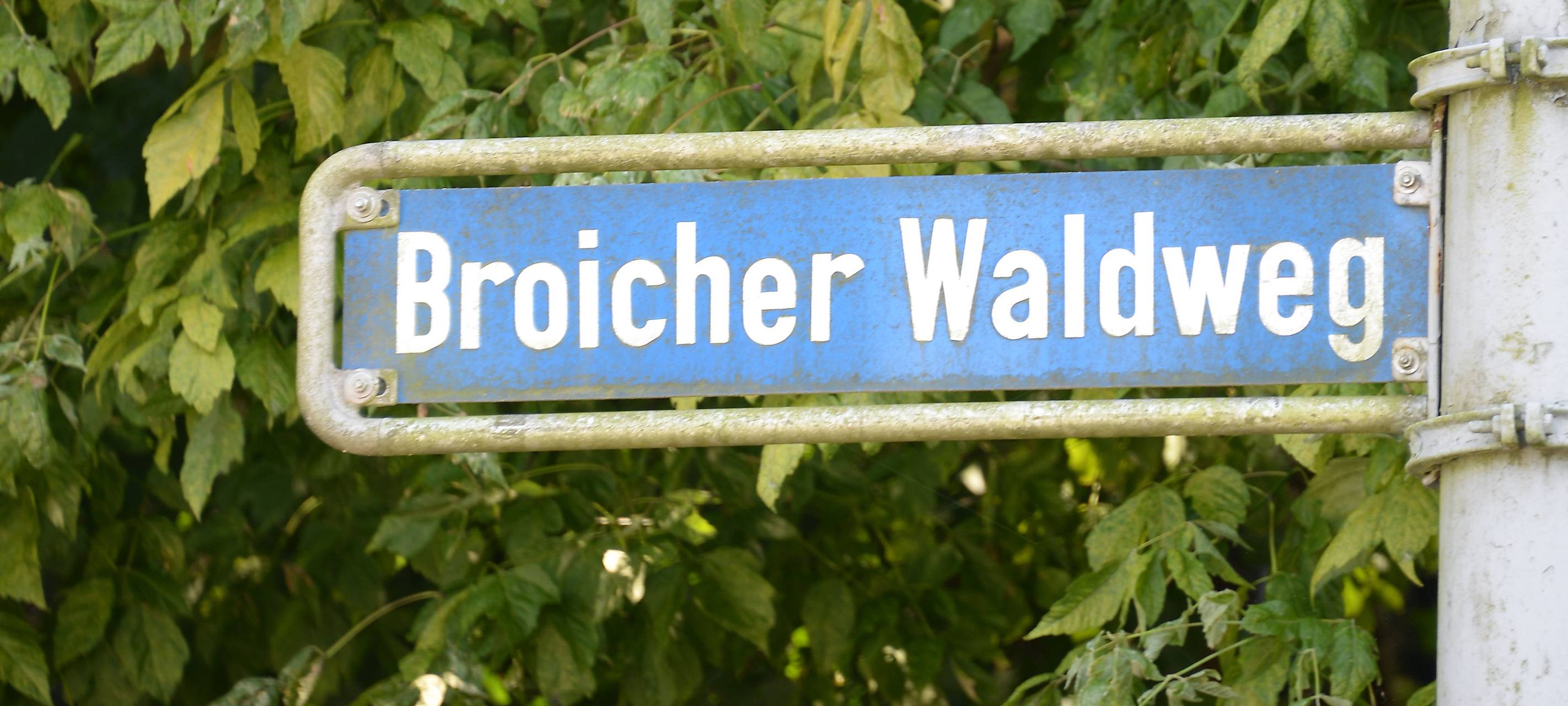 Kranke Bäume müssen gefällt werden