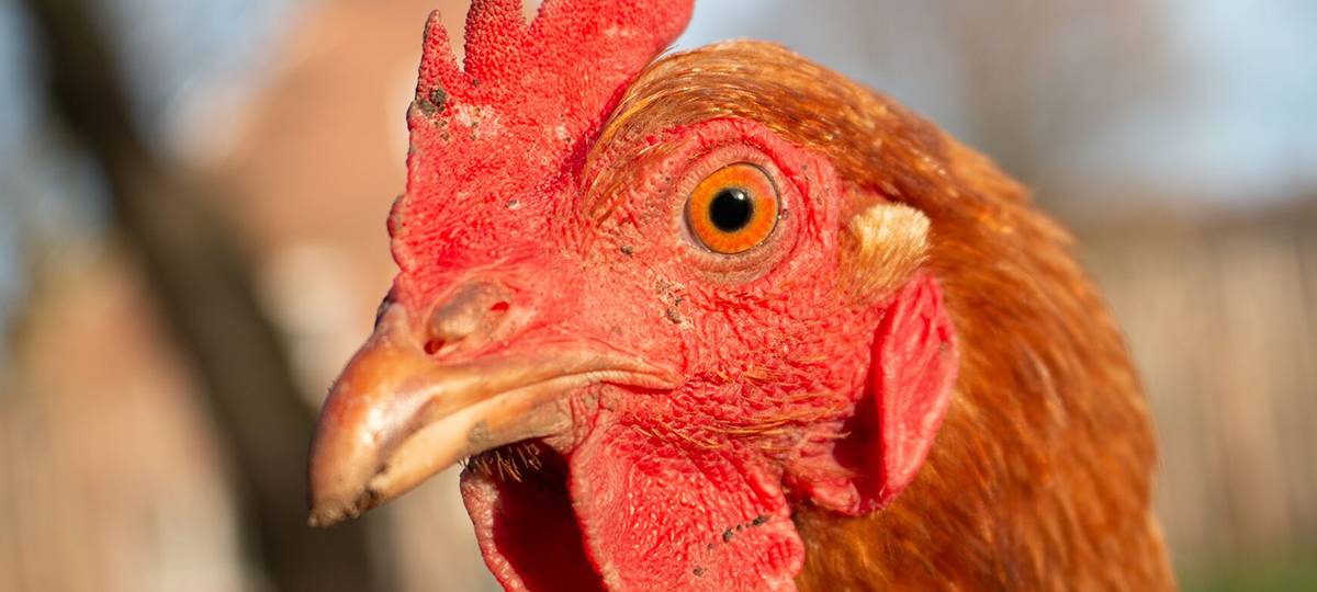 Kleintierschau in der Alten Dreherei