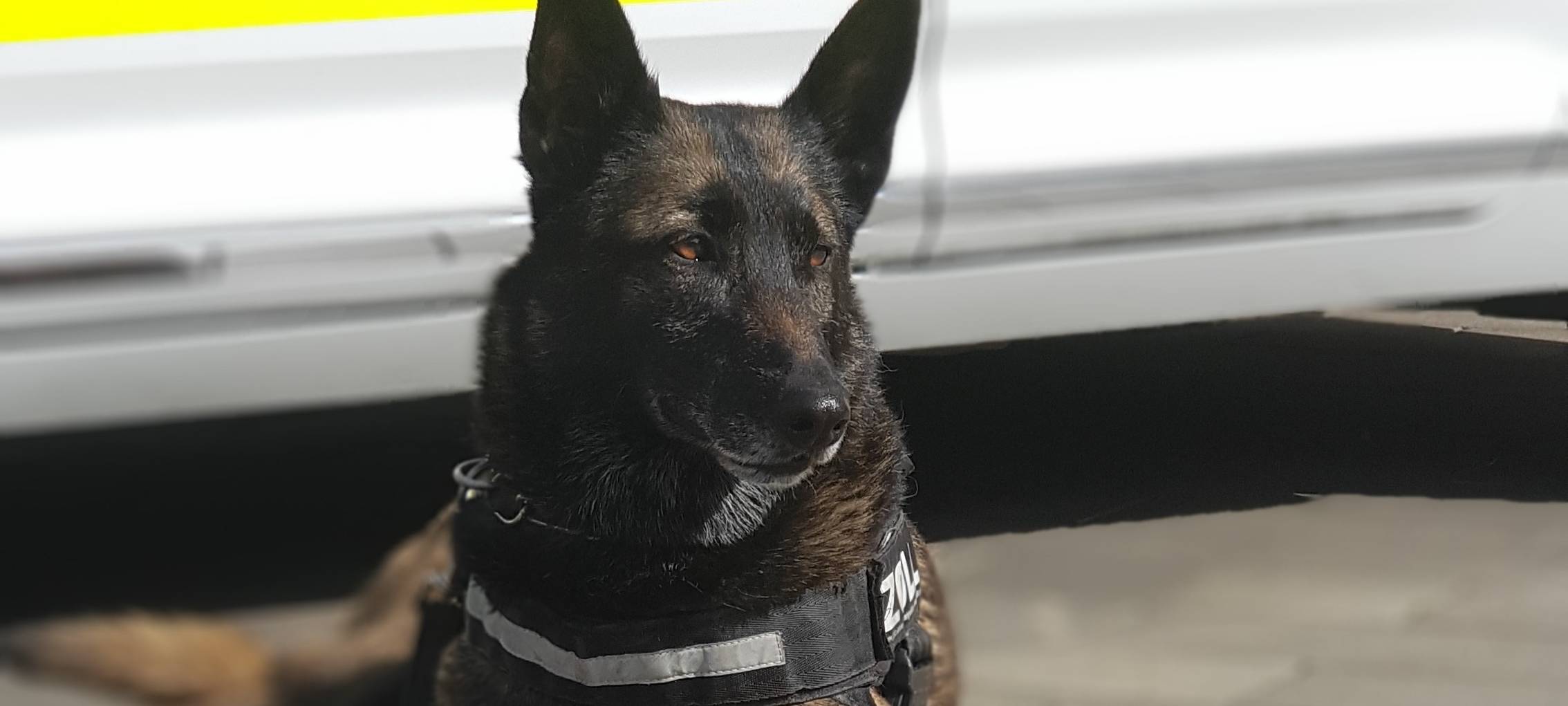 Zollhund Cleo findet sechs Kilo Kokain