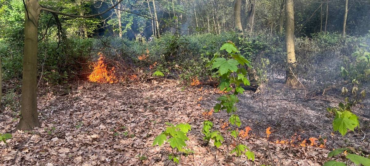 Feuer im Wald gelöscht
