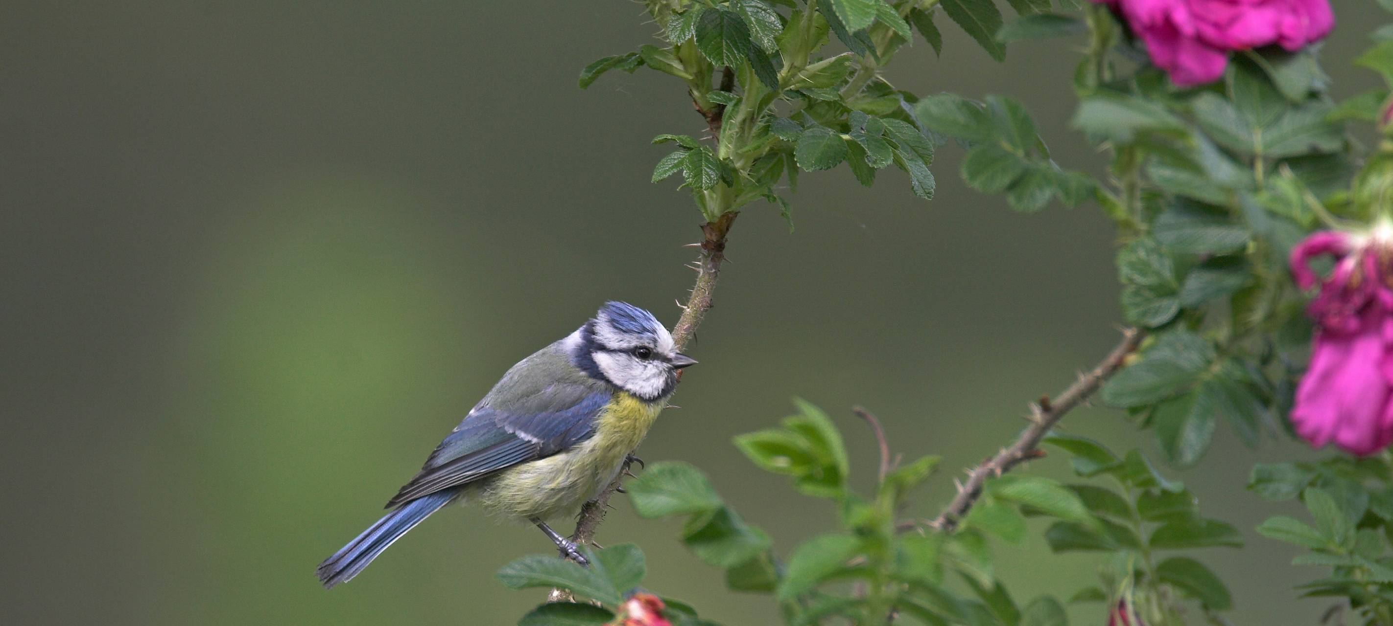 NABU lädt zum botanischen Spaziergang