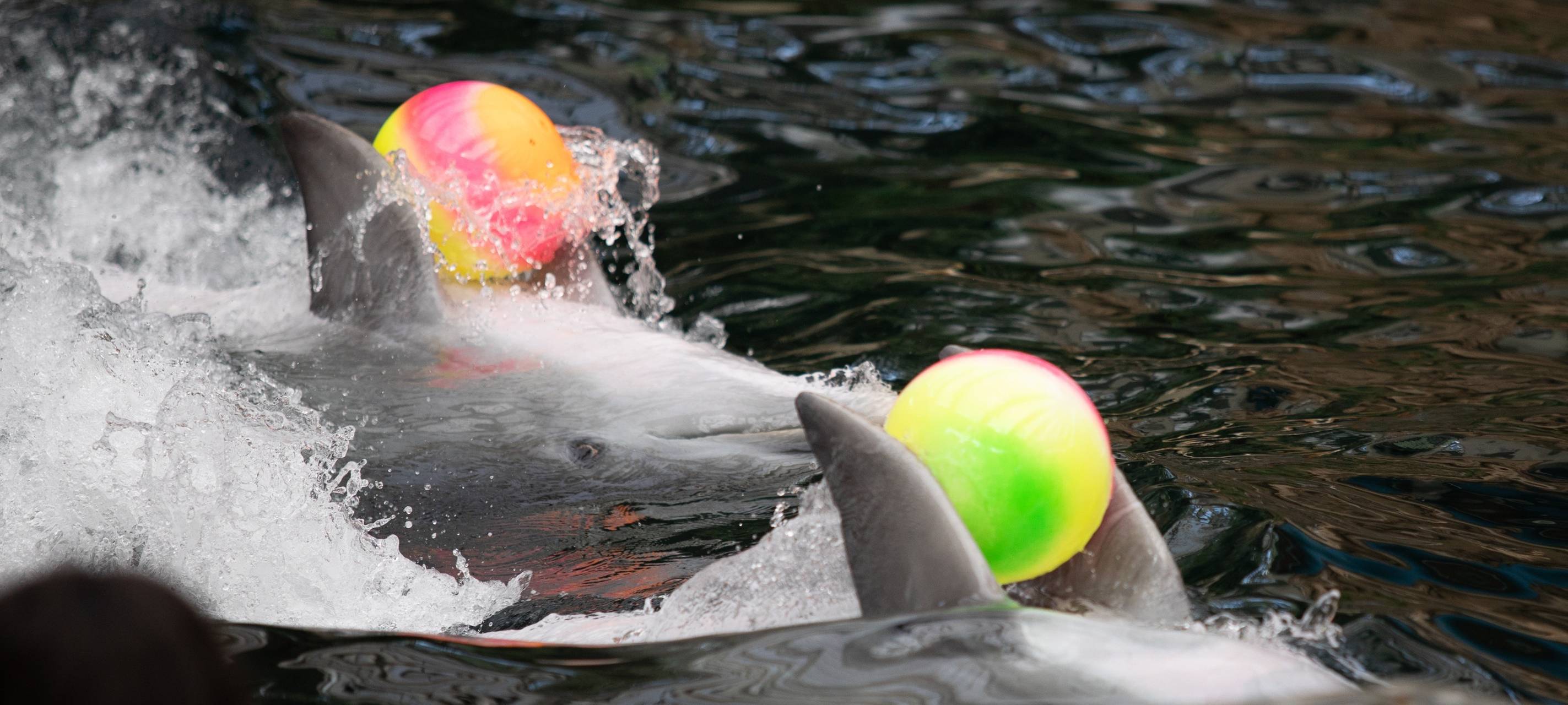 Schon wieder: Aktivisten springen bei Delfinshow ins Becken