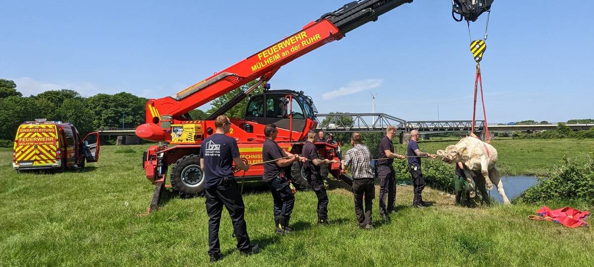 Feuerwehr rettet Kuh