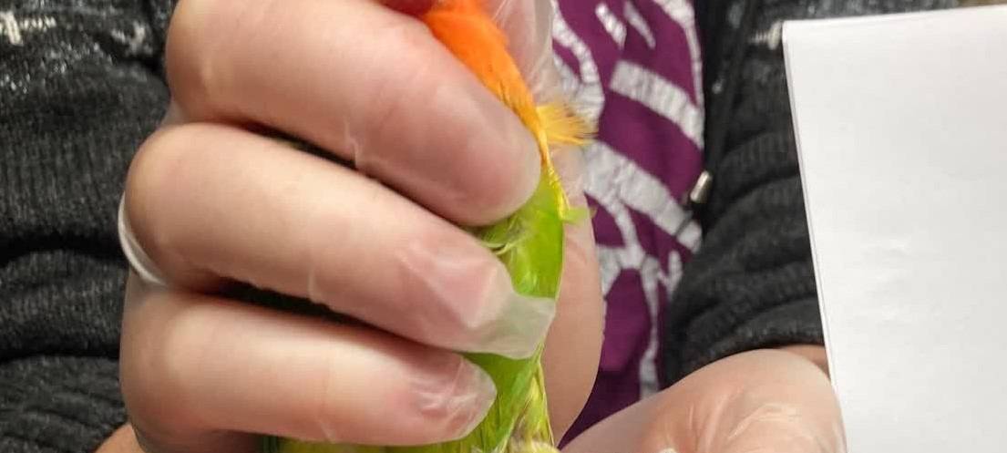 Geschützte Papageien bei Hausdurchsuchung gefunden