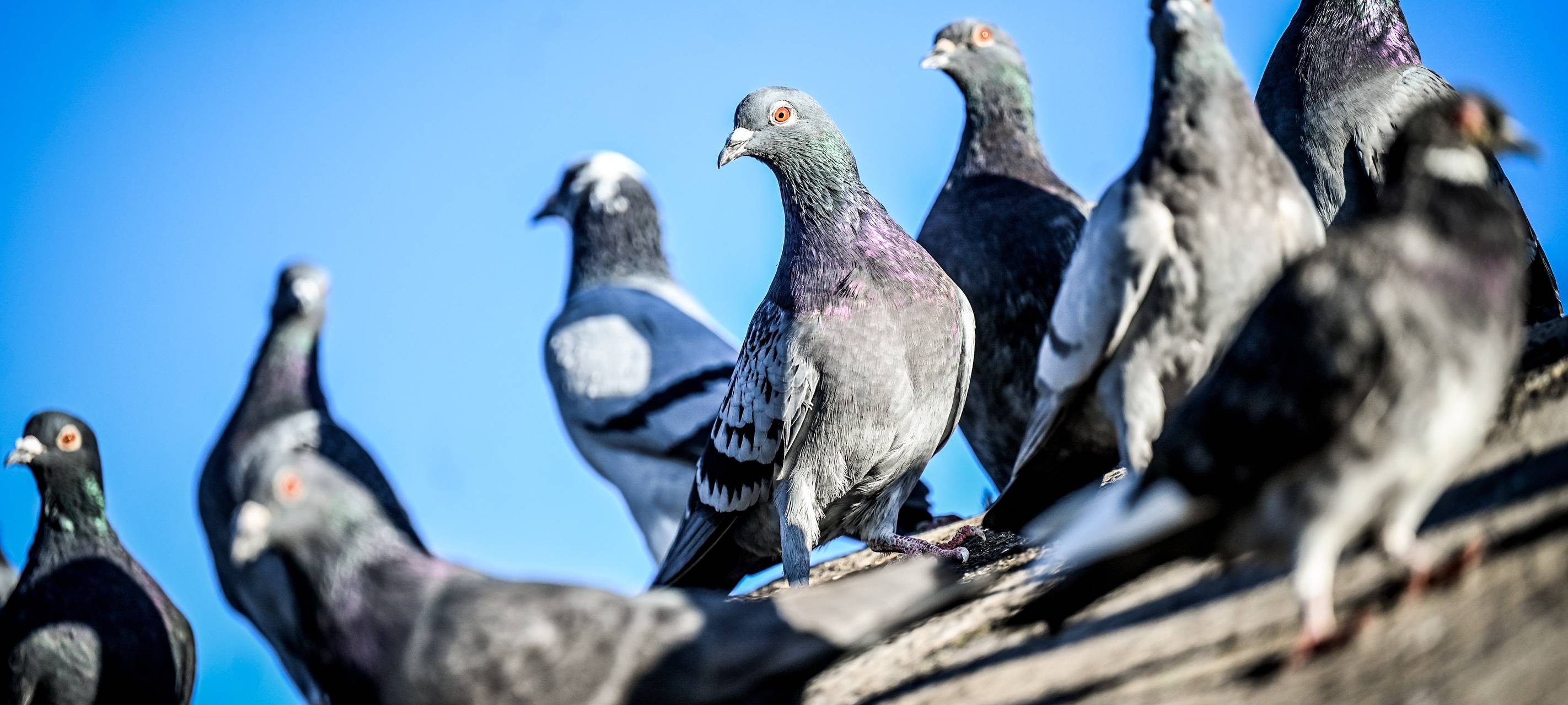 Spezialfutter sollen Taubenplage eindämmen