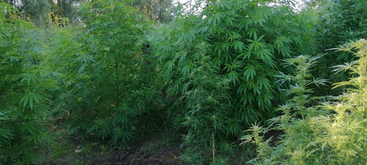 Mutmaßliche Betreiber einer Cannabisplantage festgenommen