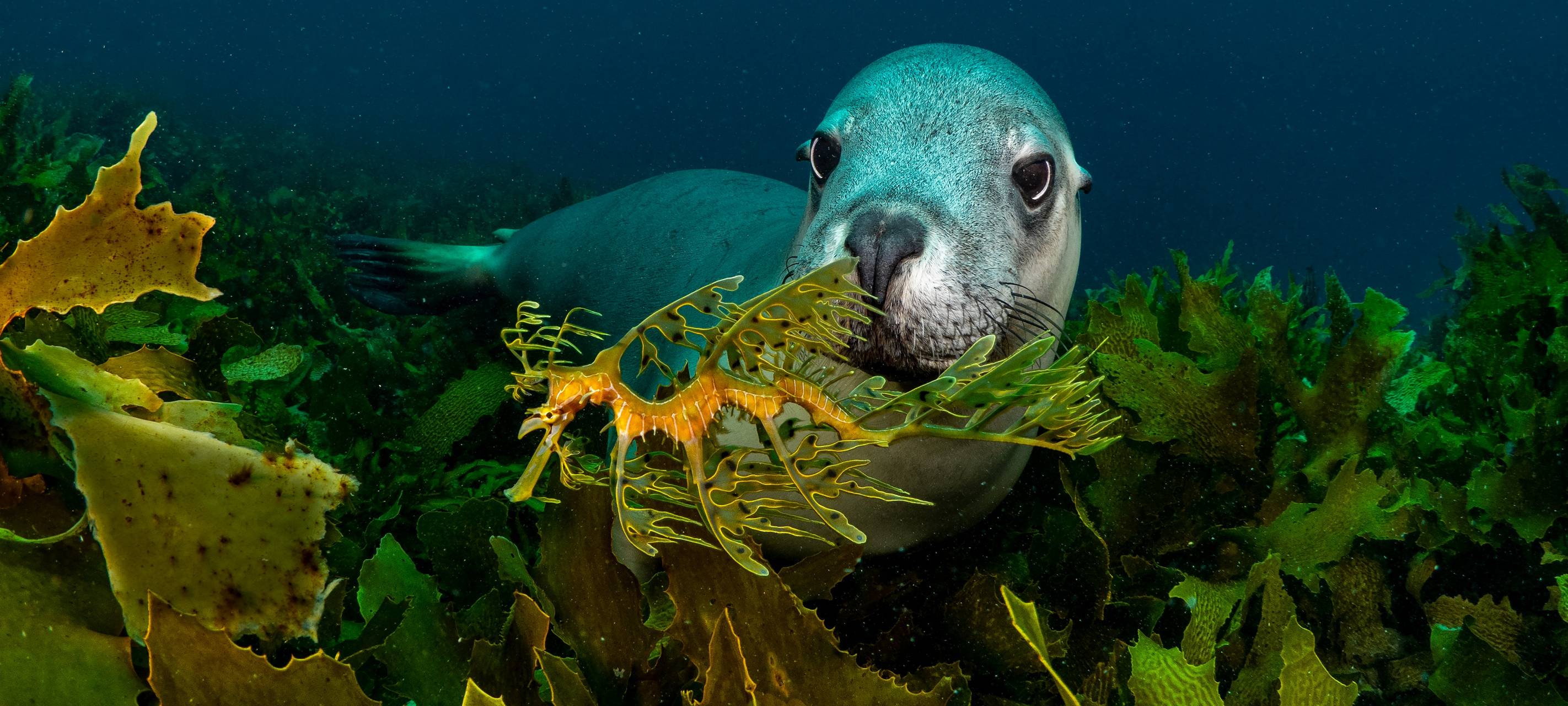 RuhrKultur.Card gewinnt mehr Partner